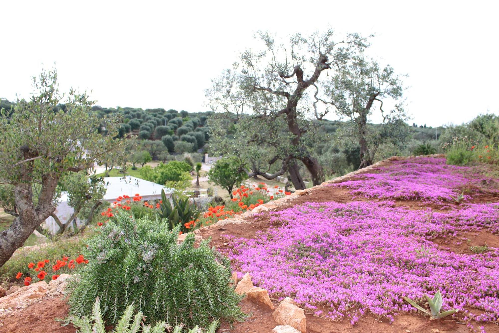 Feudi Mandolivo Bed & Breakfast Ostuni Luaran gambar